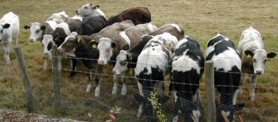 Cows in the queue